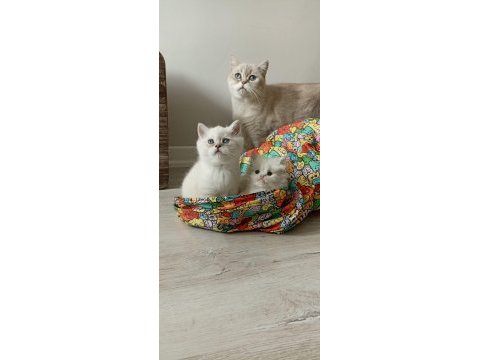 Ankarada eşi benzeri yok british longhair