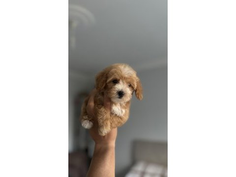 Daha iki aylık cavapo toy poodle