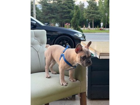 Fransız bulldog yavrularımız
