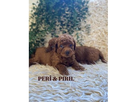 Korean toy poodle yavruları