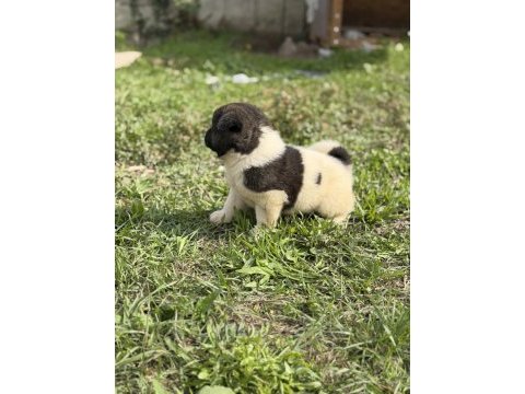 Safkan amerikan akita yavrular