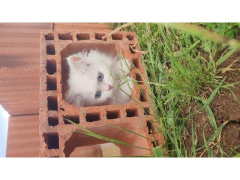 4 aylık yavru british shorthair kedimiz
