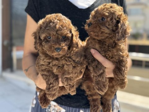 Ruhsatlı çiftlikde ziyarete açık toy poodle yavrular
