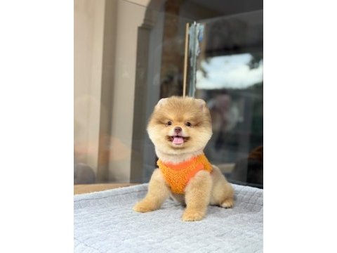 Pomeranian boo mini erkek yavrumuz