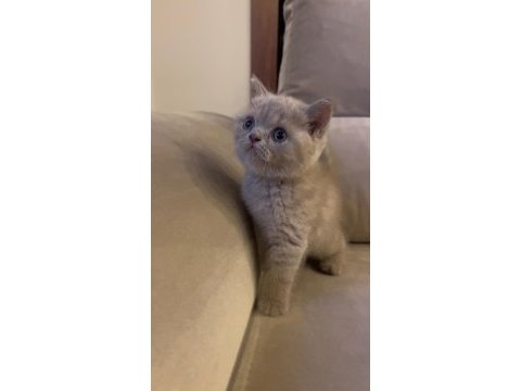Gri renk ayı suratlı british shorthair