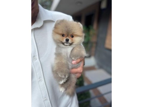 Pomeranian boo teddy face erkek yavrumuz