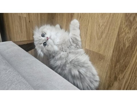 Peluş oyuncak gibi scottish fold longhair