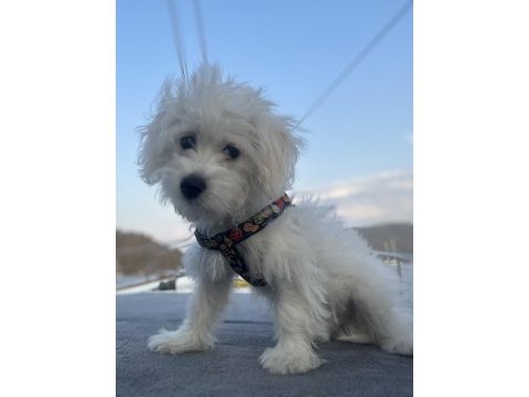 Dünya tatlı oglum maltese