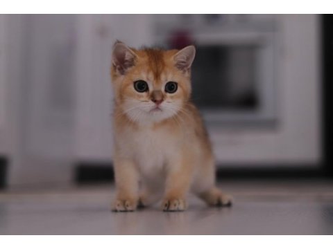 Şecereli safkan british shorthair ny11 erkek yavru