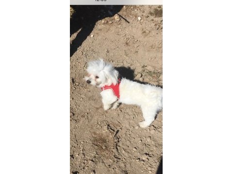 18 aylık maltese terrier