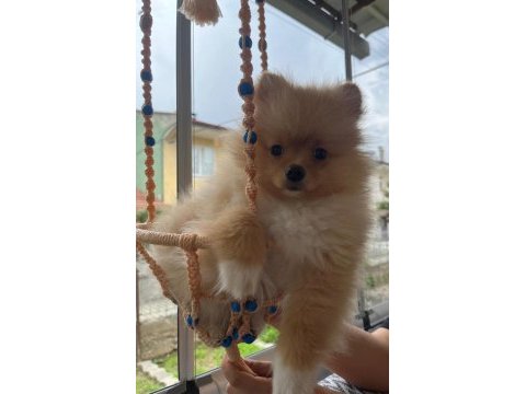 Pomeranian boo köpeğimiz