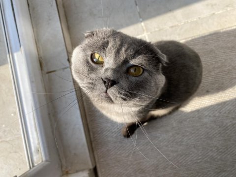 Safkan scottish fold 1.5 yaşında