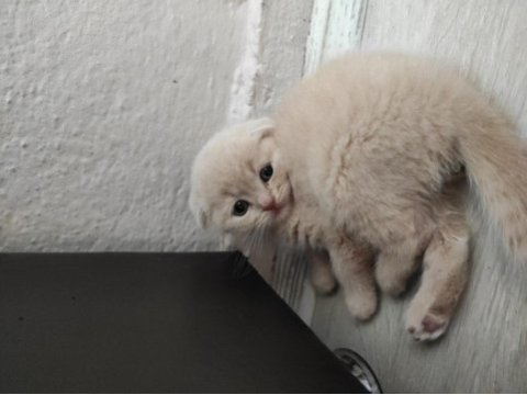 Scottish fold ve blue point sahibinden kediler