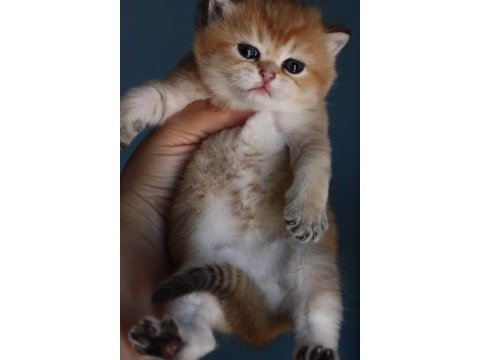 Erkek golden british shorthair
