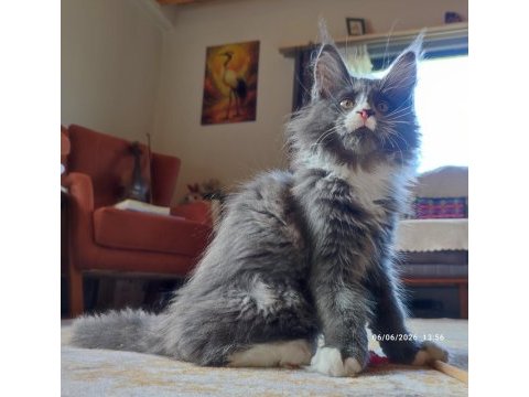 Dernek kayıtları yapılmış safkan şecereli maine coon
