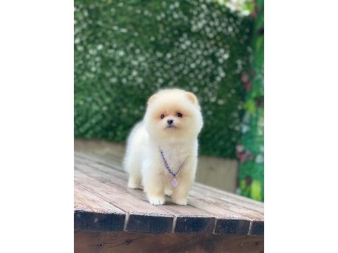 Orijinal pomeranian boo yavrumuz
