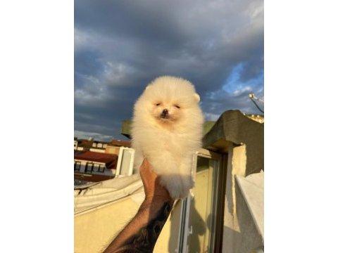 Pomeranian boo cinsi yavrumuz
