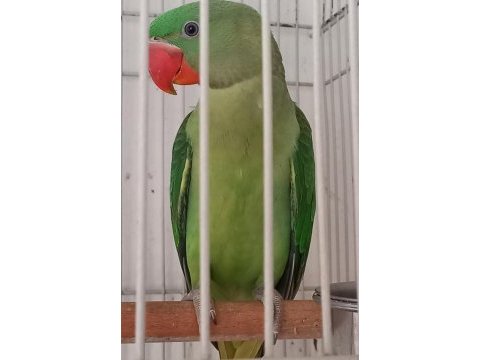 5 aylık erkek garantili alexander papağanı