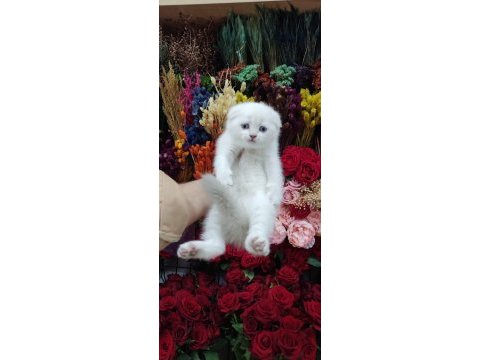 Sağlık ırk garantili scottish fold bebekler