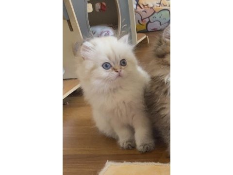 Golden point british longhair erkek