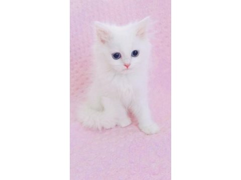 Kar beyaz british longhair mavi gözlü yakışıklı