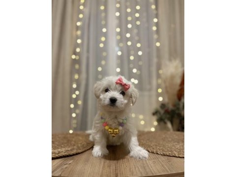 Yavru terrier pamuk gibi bir dişi