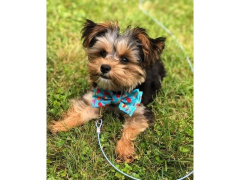 Teacup yorkshire terrier