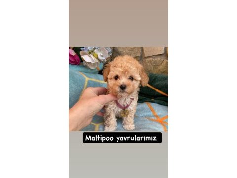 Maltipoo yavrularımız aşılı