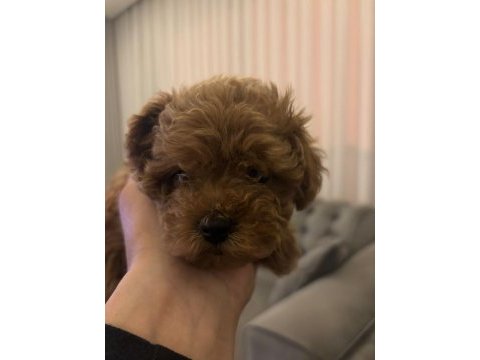Toy poodle kore dişi yavrumuz satılıktır bilgi için dm