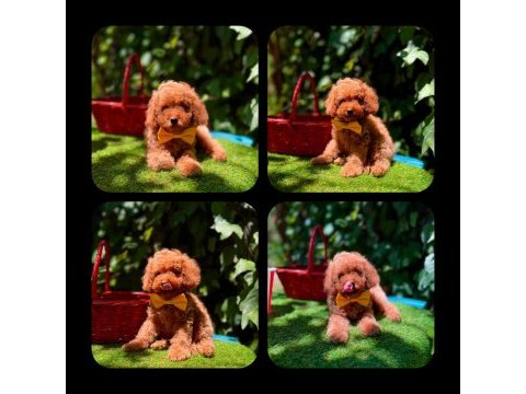 Toy poodle yavrularımız ömürlük aileleri bekliyor