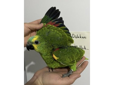 El besleme bebek full evcil amazon papağanı