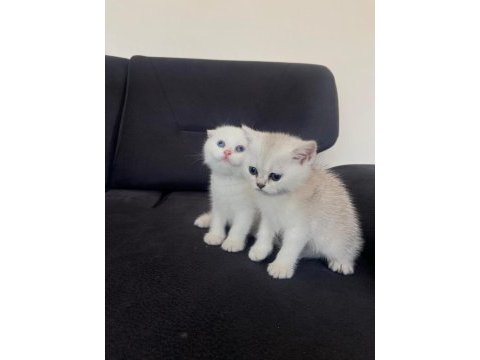 2 aylık scottish fold