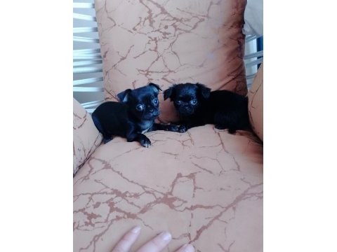 Şivava köpeklerimiz acil yuva arıyorlar