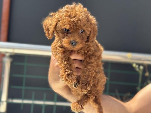 Ankaranın en seçkin kore toy poodle yavruları