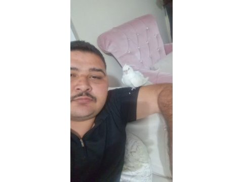 Evcil sultan papağanı
