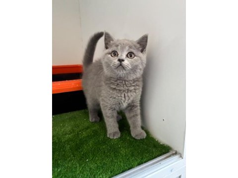 Irk ve sağlık garantili british shorthair