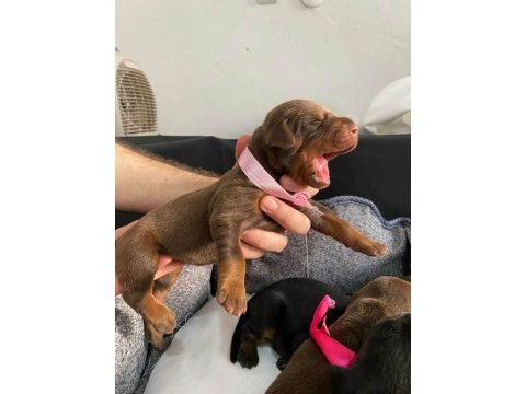 Şecereli doberman
