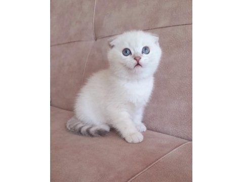 Scottish fold erkek