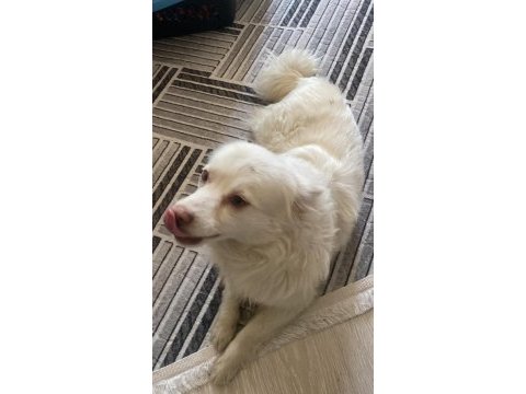 Köpeğimizi sahiplendirmek istiyoruz