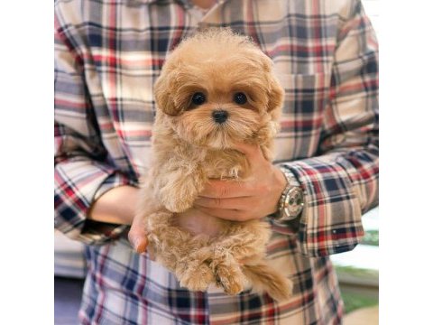 Seker kivaminda cok ozel toy poodle bebeklerimiz
