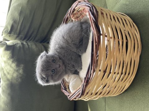 Çok minnoş sevimli scottish fold yavrumuz