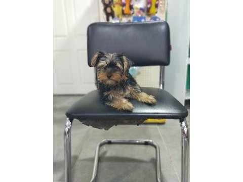 3.5 aylık dişi yorkshire terrier