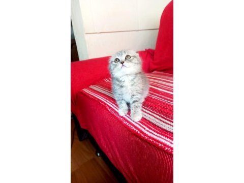 Scottish fold 2 aylık