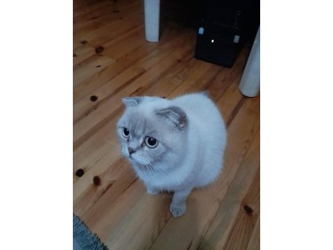 10 aylık scottish fold