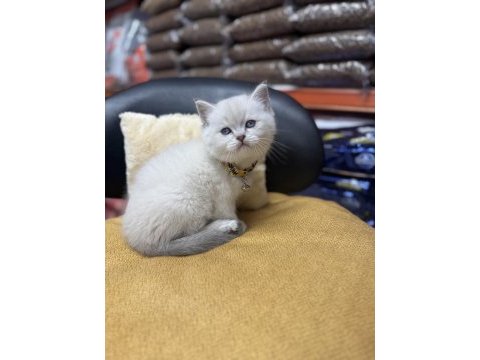 Lynx point erkek british shorthair