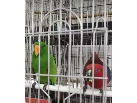 Resmi belgeli yavru eclectus papağanları