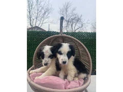 Zeka küpü border collie
