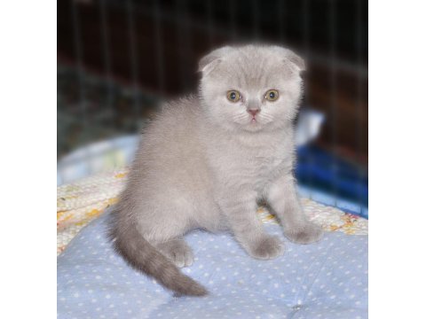 2 adet scottish fold 1 adet british