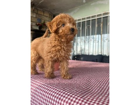 A kalite toy poodle yavrularımız