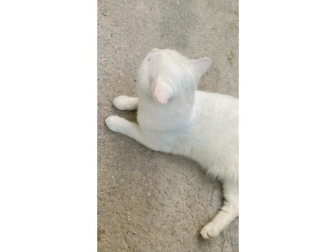 British shorthair 1 yaşında